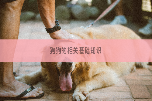 狗狗的相关基础知识