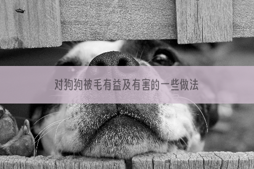 对狗狗被毛有益及有害的一些做法