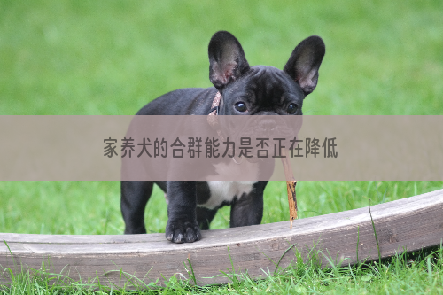 家养犬的合群能力是否正在降低