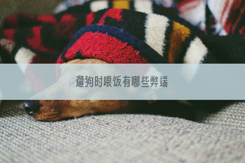 遛狗时喂饭有哪些弊端