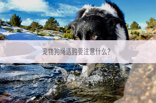 宠物狗绳选购要注意什么？