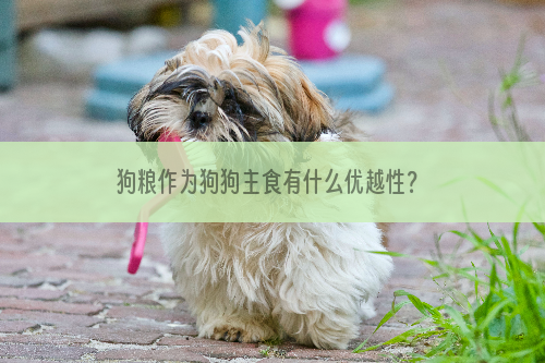 狗粮作为狗狗主食有什么优越性？