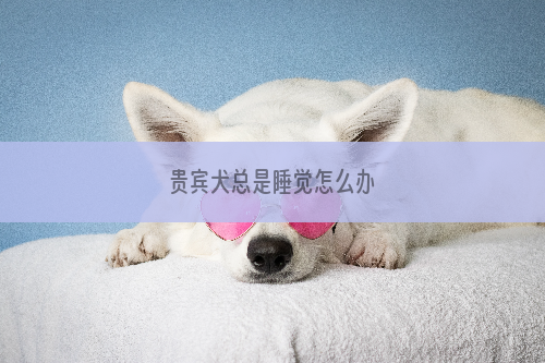 贵宾犬总是睡觉怎么办