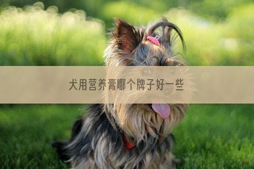 犬用营养膏哪个牌子好一些