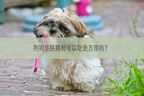 狗狗皮肤病时可以吃处方粮吗？