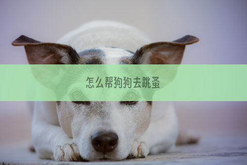 怎么帮狗狗去跳蚤