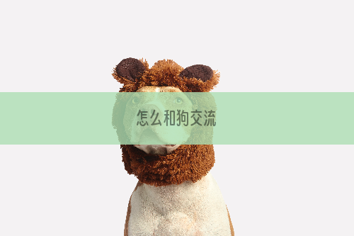 怎么和狗交流