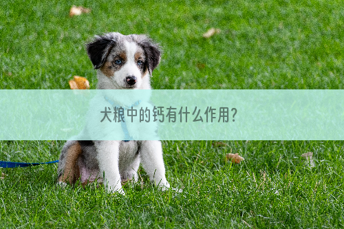 犬粮中的钙有什么作用？