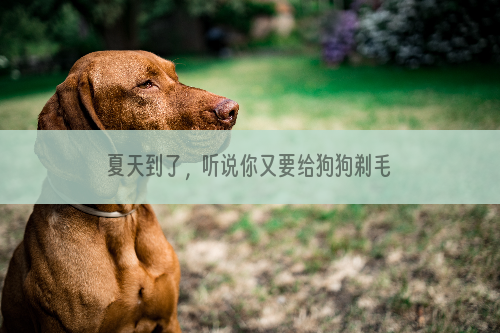夏天到了，听说你又要给狗狗剃毛了？
