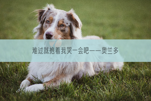 难过就抱着我哭一会吧——奥兰多枪击案后，安慰犬出发了