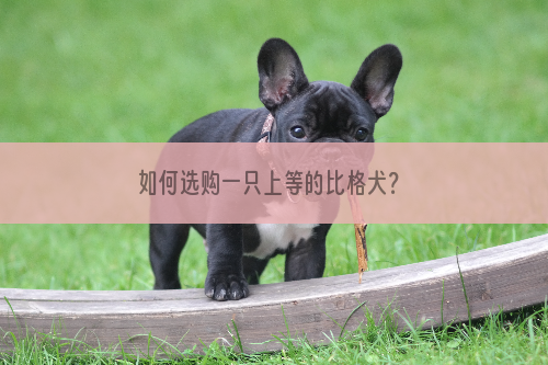 如何选购一只上等的比格犬？