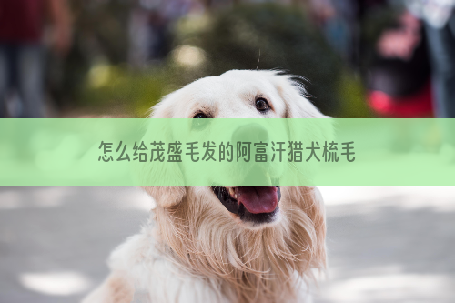 怎么给茂盛毛发的阿富汗猎犬梳毛