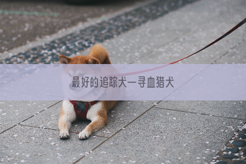 最好的追踪犬—寻血猎犬