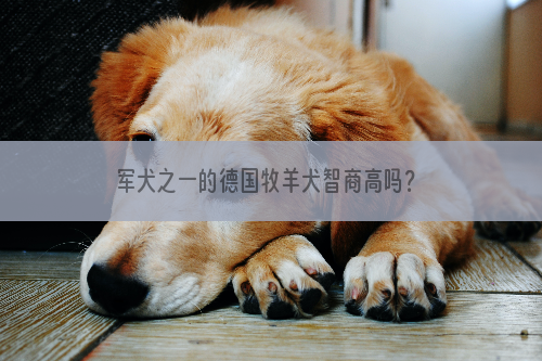 军犬之一的德国牧羊犬智商高吗？