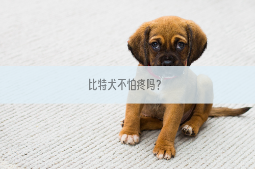 比特犬不怕疼吗？