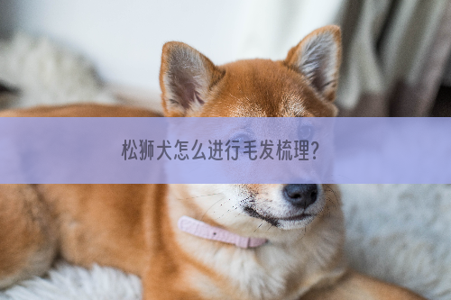 松狮犬怎么进行毛发梳理？