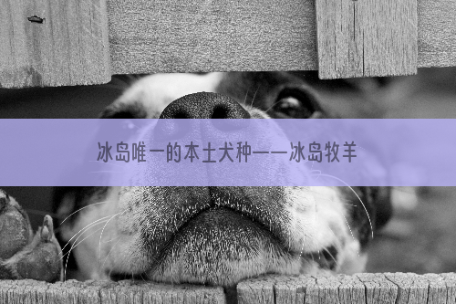 冰岛唯一的本土犬种——冰岛牧羊犬