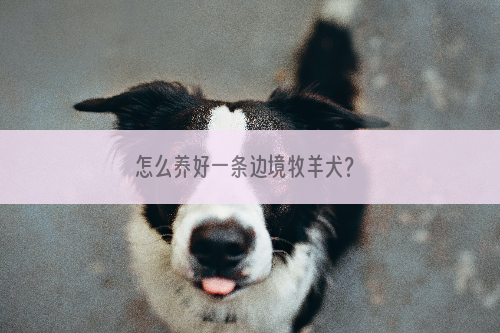 怎么养好一条边境牧羊犬？