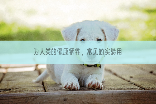 为人类的健康牺牲，常见的实验用犬——比格犬