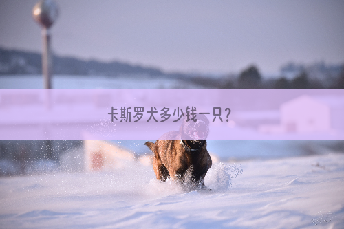 卡斯罗犬多少钱一只？