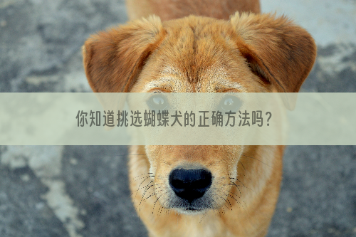 你知道挑选蝴蝶犬的正确方法吗？