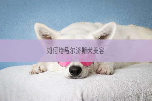 如何给马尔济斯犬美容