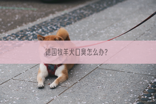 德国牧羊犬口臭怎么办？