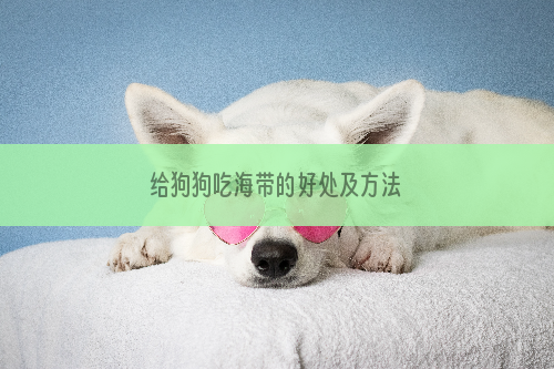 给狗狗吃海带的好处及方法