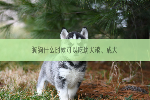 狗狗什么时候可以吃幼犬粮、成犬粮、老年犬粮