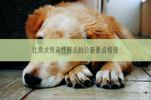 比熊犬传染性肝炎的诊断要点和预防措施