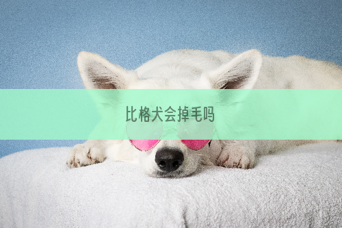 比格犬会掉毛吗