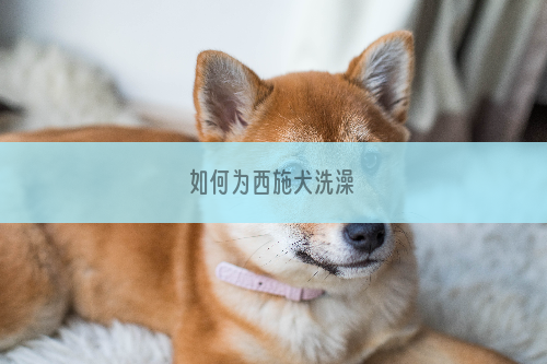 如何为西施犬洗澡