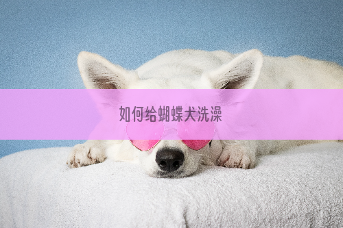 如何给蝴蝶犬洗澡