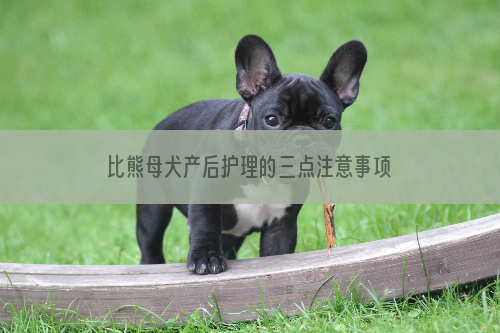 比熊母犬产后护理的三点注意事项