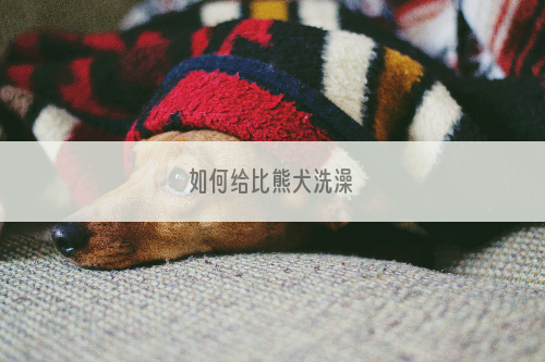 如何给比熊犬洗澡