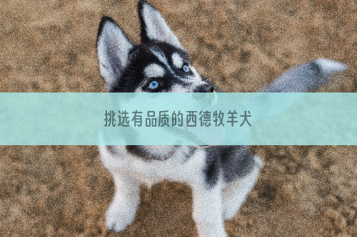 挑选有品质的西德牧羊犬
