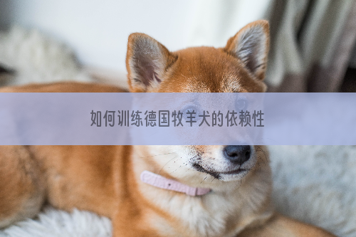 如何训练德国牧羊犬的依赖性