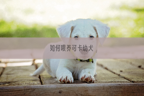 如何喂养可卡幼犬