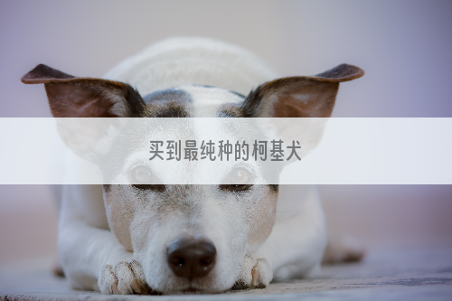 买到最纯种的柯基犬