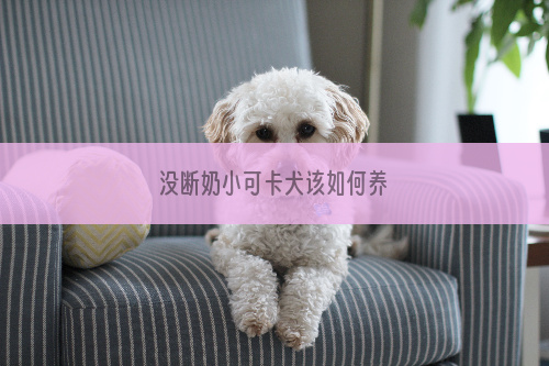 没断奶小可卡犬该如何养