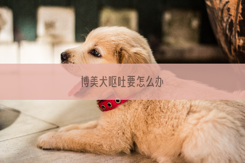 博美犬呕吐要怎么办