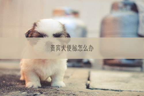 贵宾犬便秘怎么办