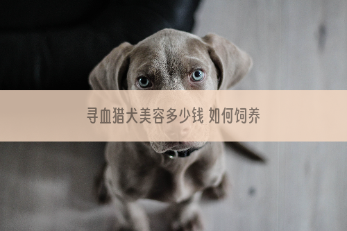 寻血猎犬美容多少钱 如何饲养
