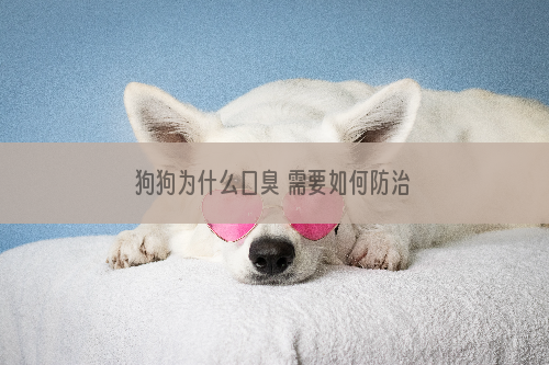 狗狗为什么口臭 需要如何防治