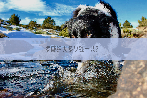 罗威纳犬多少钱一只？