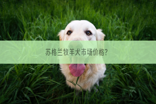苏格兰牧羊犬市场价格？