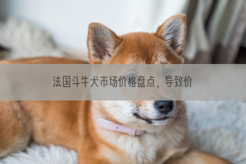 法国斗牛犬市场价格盘点，导致价格不同的因素有哪些？