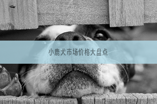 小鹿犬市场价格大盘点