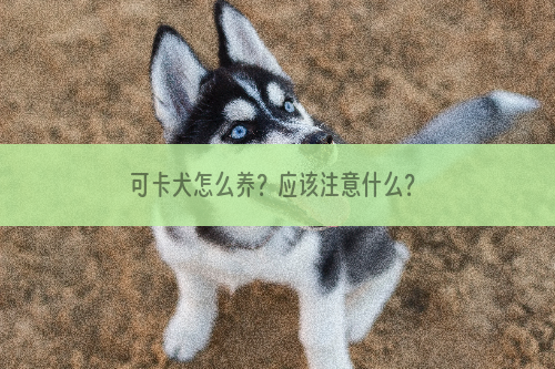 可卡犬怎么养？应该注意什么？