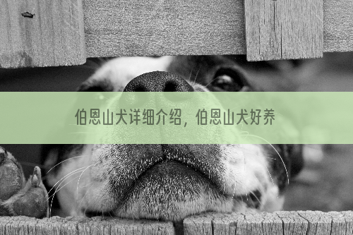 伯恩山犬详细介绍，伯恩山犬好养吗？